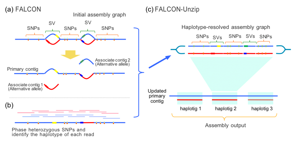 Ngi Sweden Falcon Assemblies With Clr Or Hifi Data