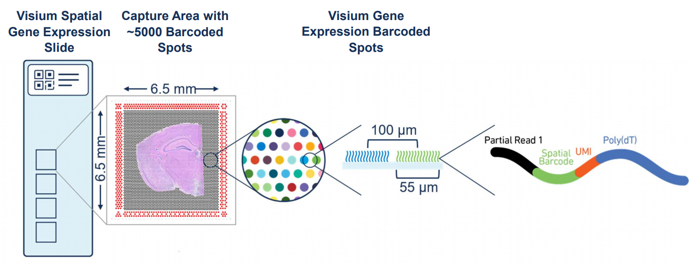 NGI Sweden » 10X Genomics Visium for Fresh Frozen samples