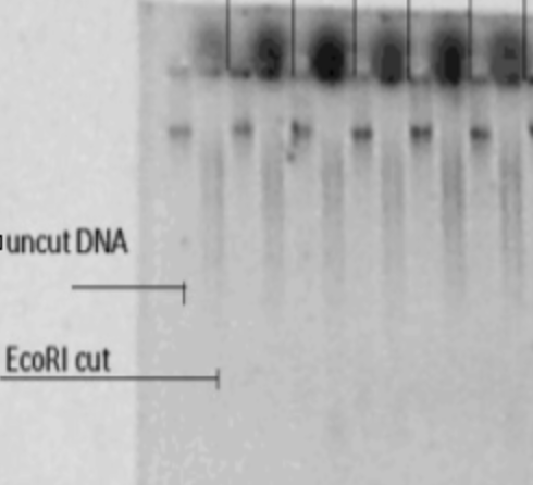 Example of undigested and digested genomic DNA run side-by-side. This is how we'd like you to confirm that the restriction digest is working.