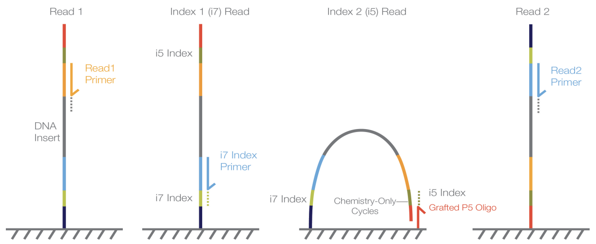 NGI Sweden » Index guidelines for Illumina sequencing